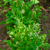 Arugula leaves - Easyloss Composition