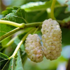 White mulberry extract - Easyloss Composition 